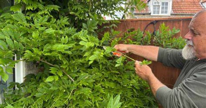 Can you kill wisteria by pruning