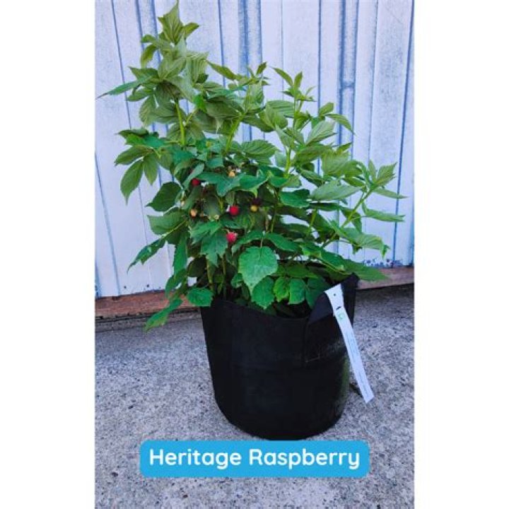 Can you move raspberry plants summer