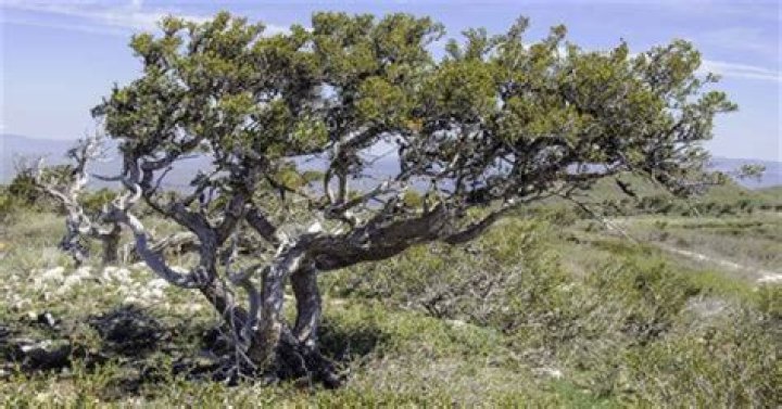 Can you prune Mountain Ash