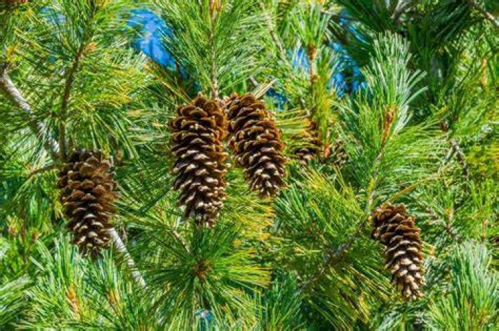 Can you root a pine tree branch
