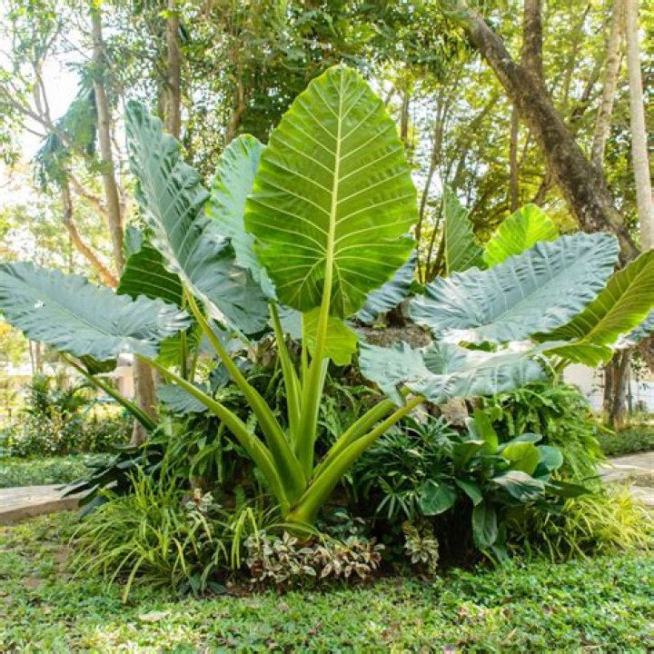Can you root elephant ears
