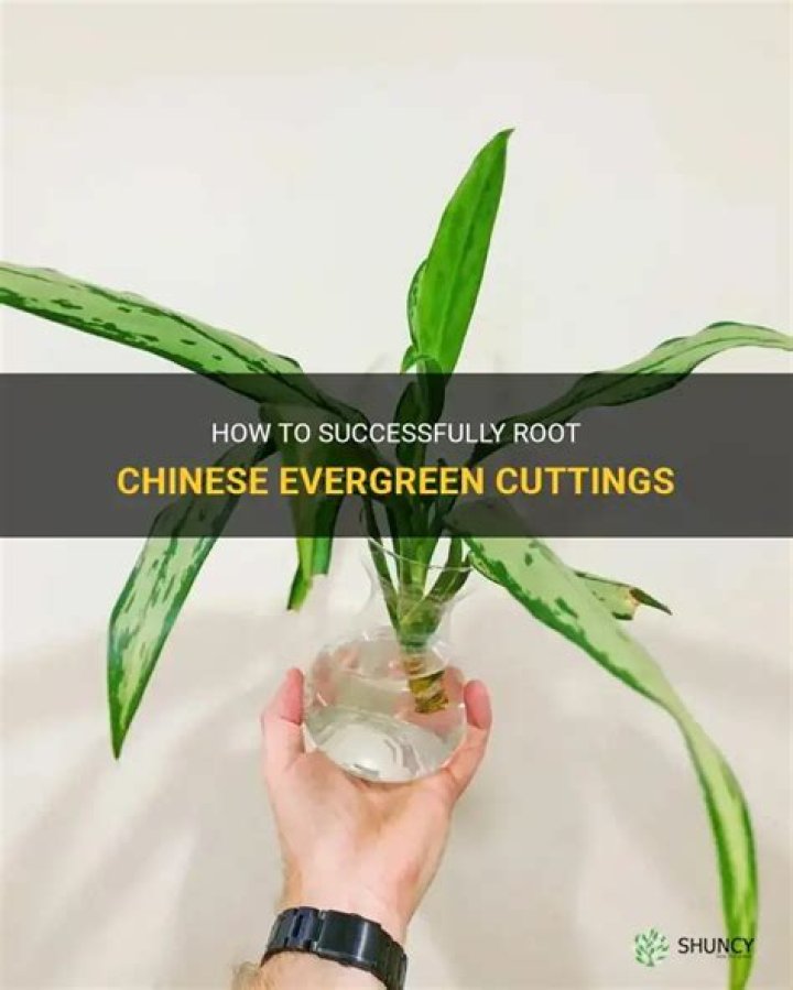 Can you root evergreen cuttings