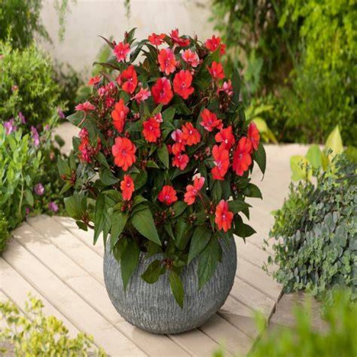 Can you root SunPatiens