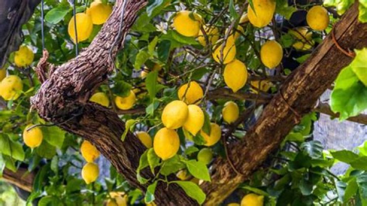 Can you shape citrus trees