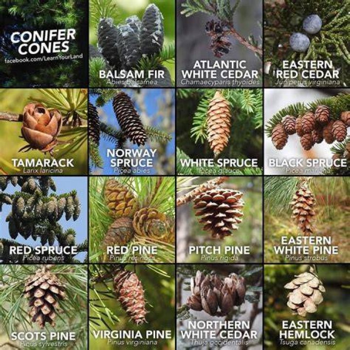 Can you shape conifer trees