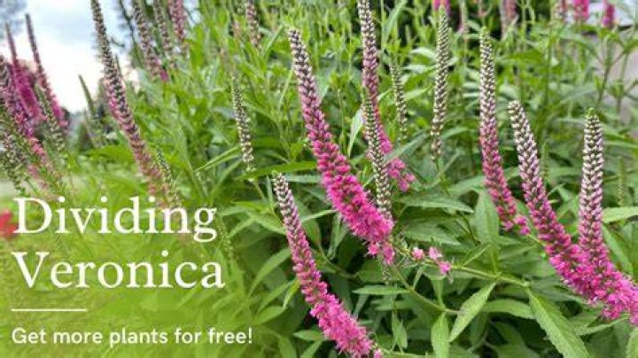 Can you split Veronica plants