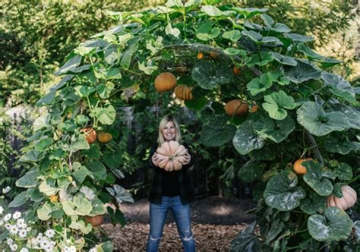 Can you Trellis pumpkins