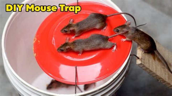 Can you use the same mouse trap twice