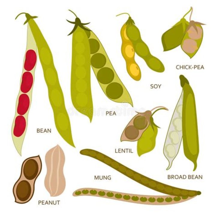 Do all beans grow in pods