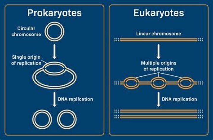 Do all eukaryotes have linear chromosomes