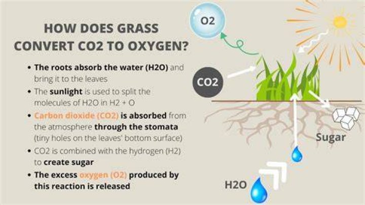 Do all plants convert co2 to oxygen