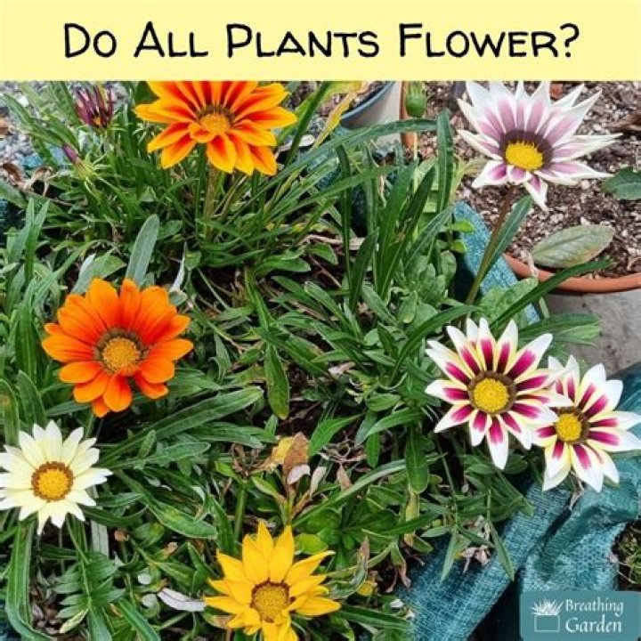 Do all plants have buds