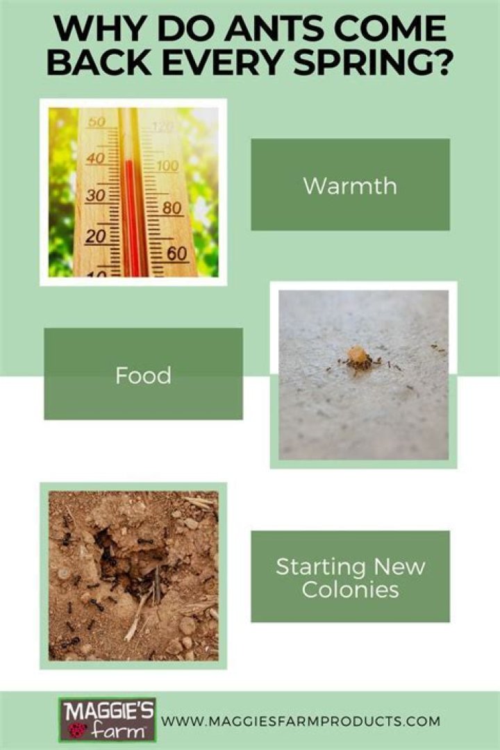 Do ants come out in the spring