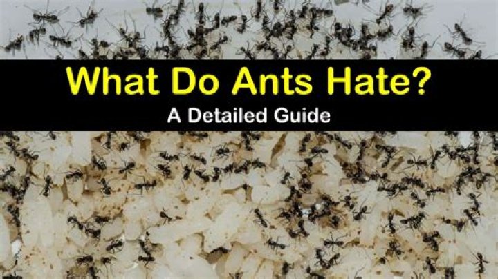Do ants hate lavender oil