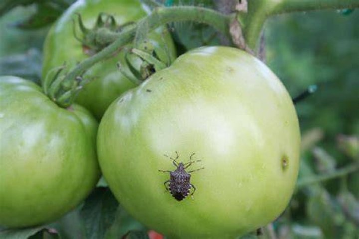Do Aphids eat tomatoes