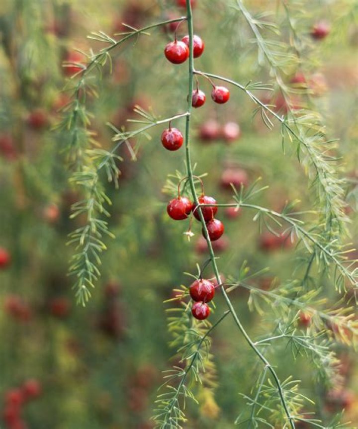 Do asparagus plants have berries