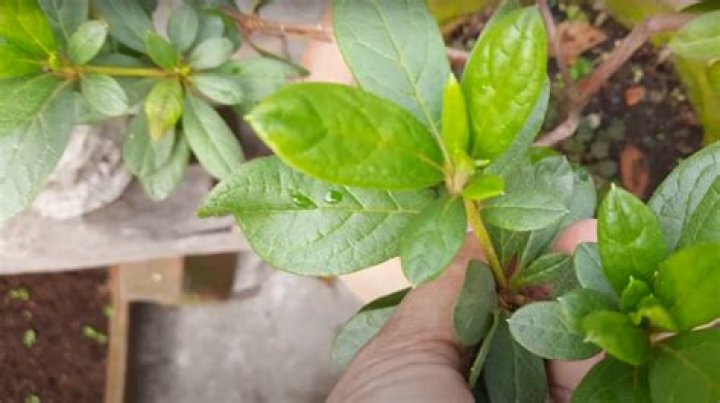 Do azaleas have deep roots