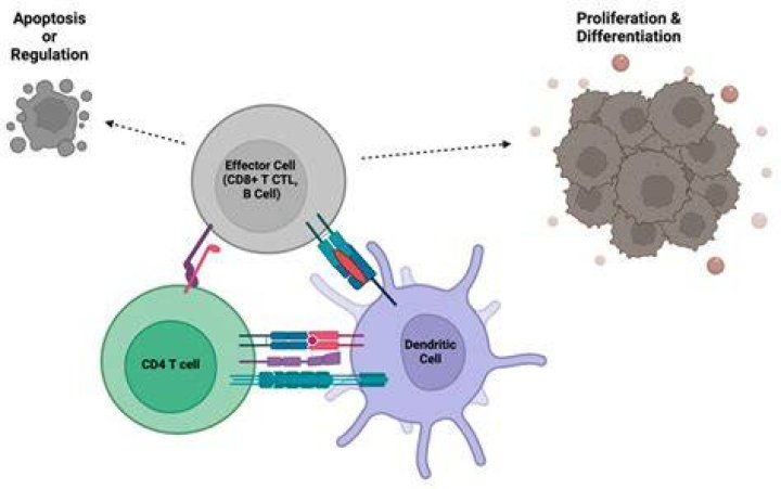 Do B cells divide