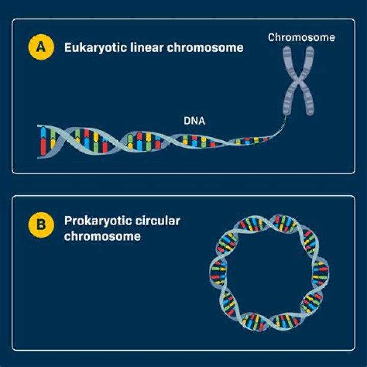 Do bacteria have linear chromosomes