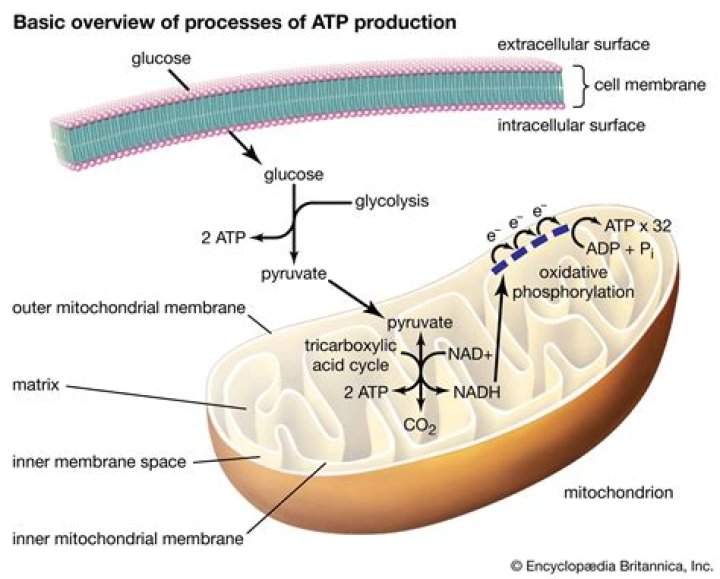 Do bacteria use ATP