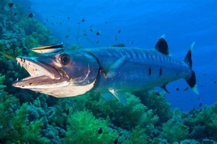 Do Barracudas migrate