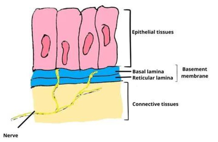 Do basal bodies have membranes