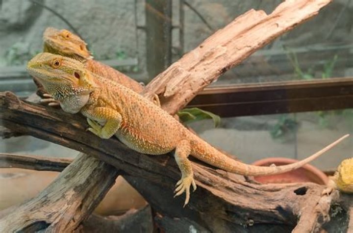 Do bearded dragons get along with other lizards