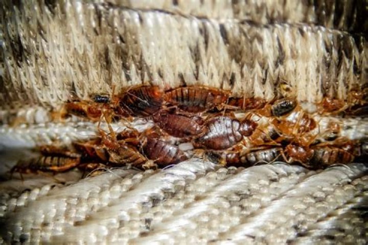 Do Bed Bugs have a shell