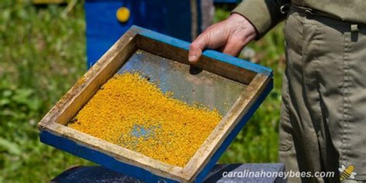 Do bees collect tree pollen
