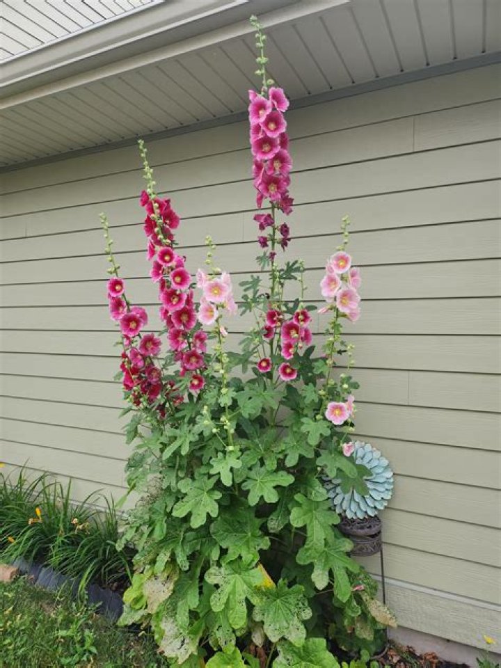 Do bees like hollyhocks