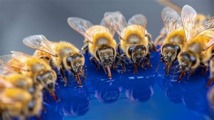 Do blue ceilings keep bees away