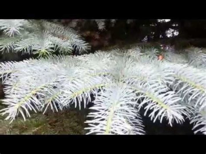 Do blue spruce trees smell