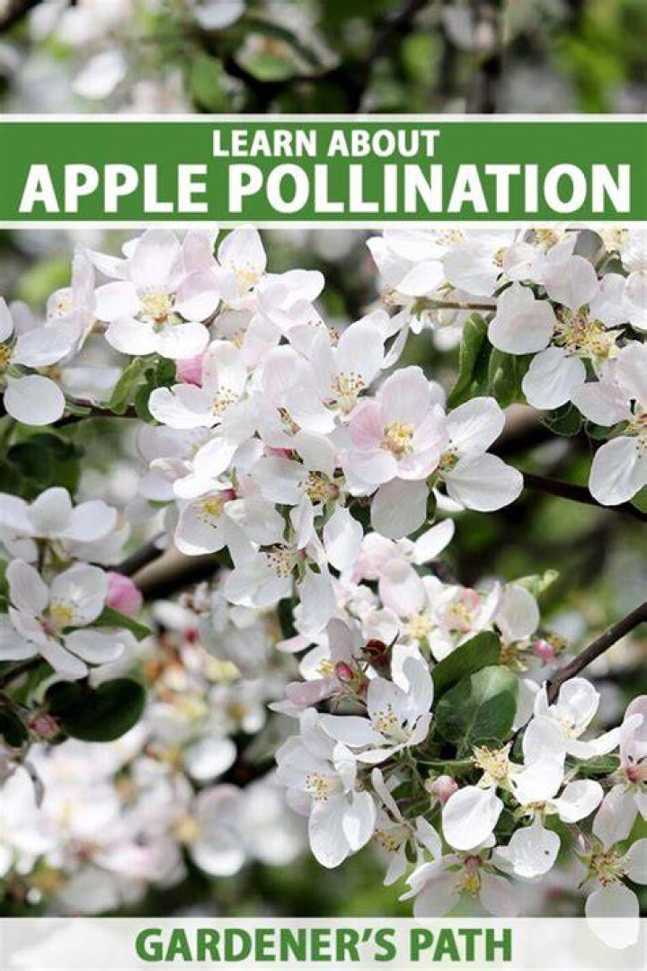 Do Braeburn apple trees need a pollinator