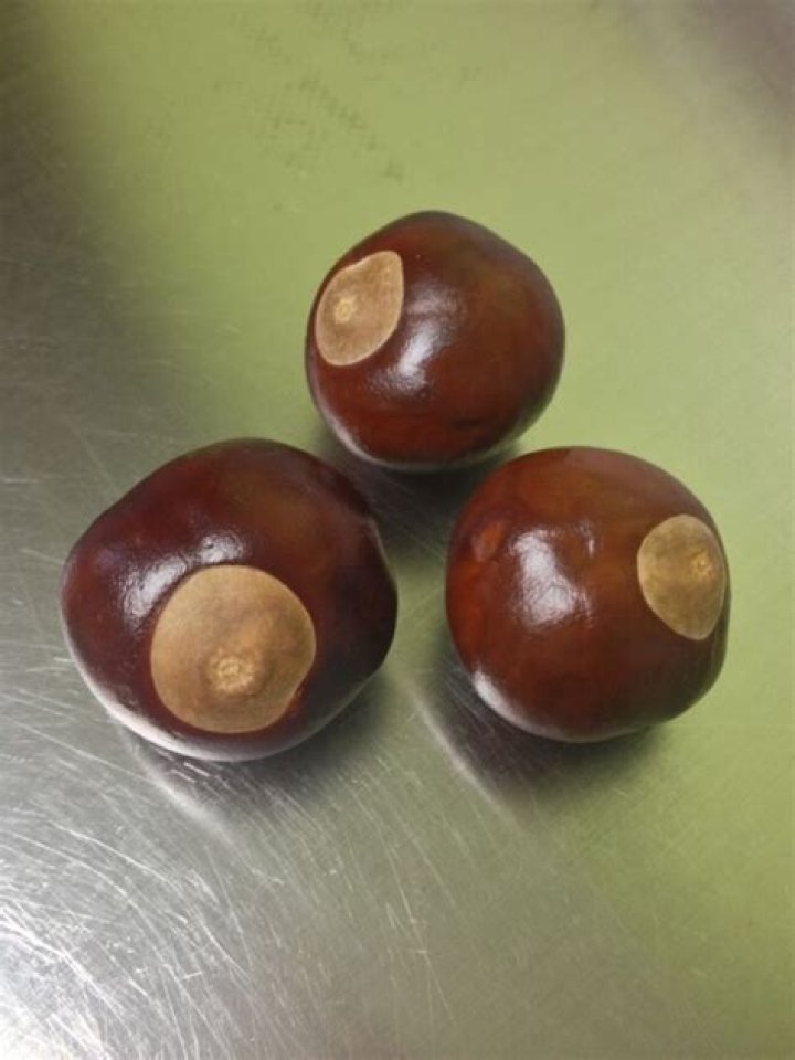 Do Buckeyes only grow in Ohio