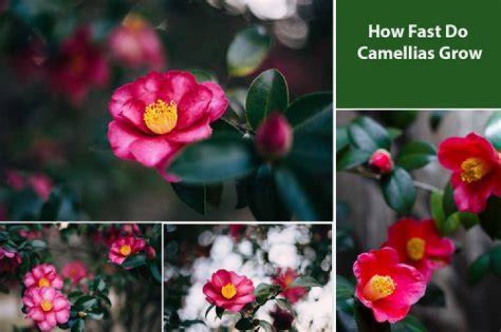 Do Camellias grow fast