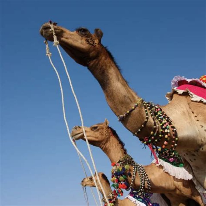 Do camels forget