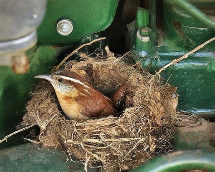 Do Carolina wrens use the same nest