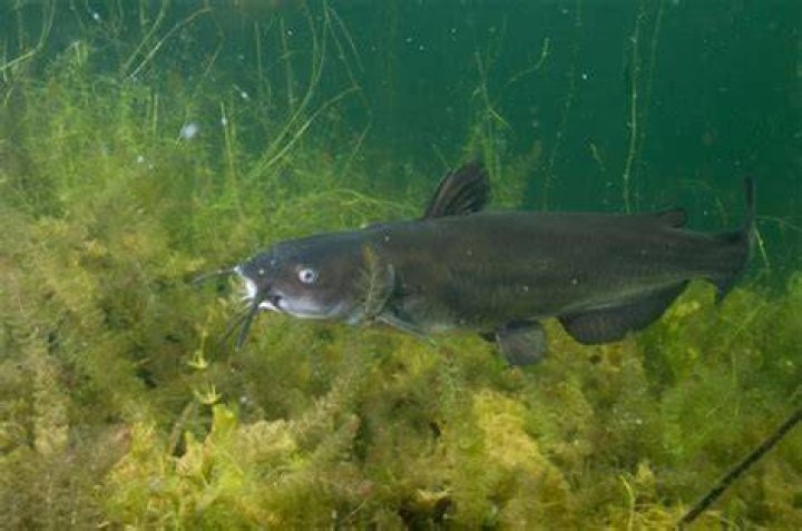 Do catfish eat tilapia