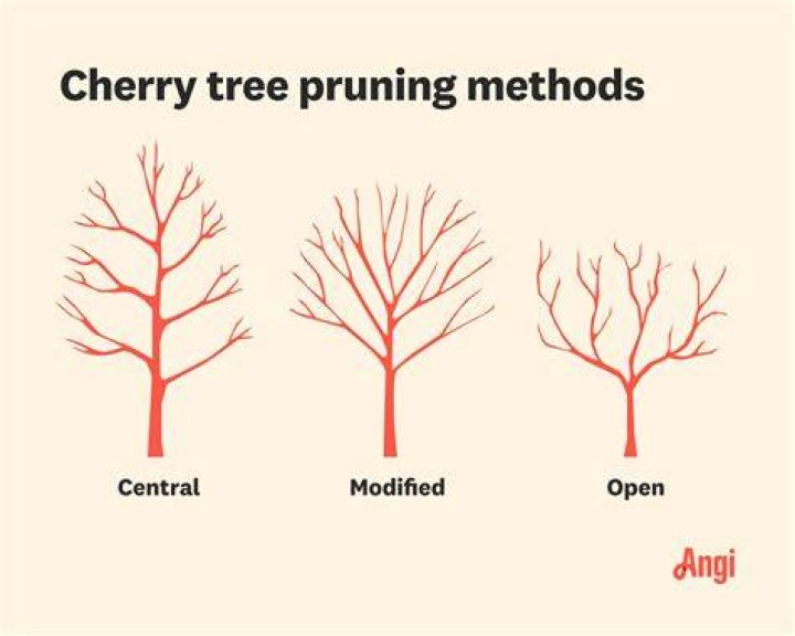 Do cherry trees need spraying