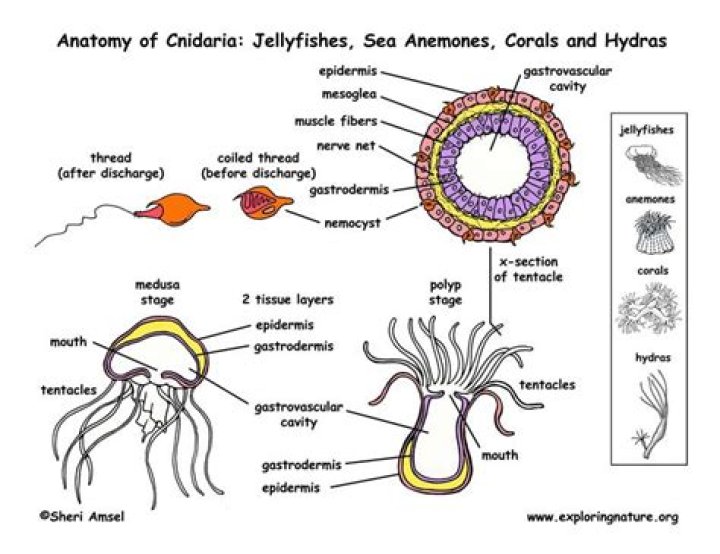 Do cnidarians have reproductive organs