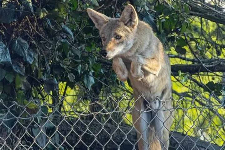 Do Coyotes climb fences