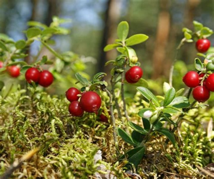 Do Cranberries have potassium