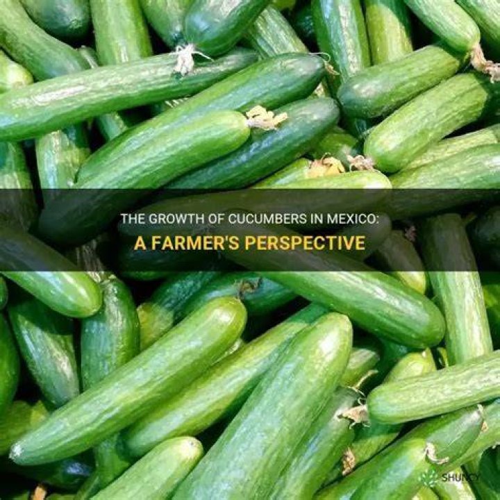 Do cucumbers grow in Mexico