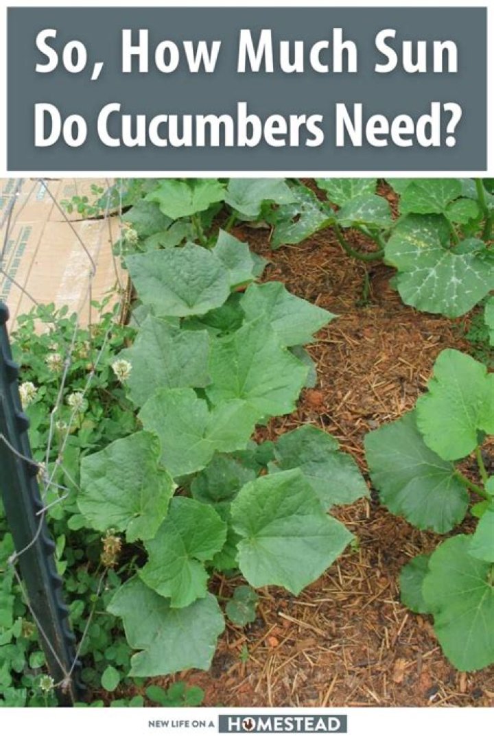 Do cucumbers keep ants away