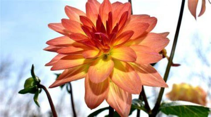 Do Dahlias like full sun