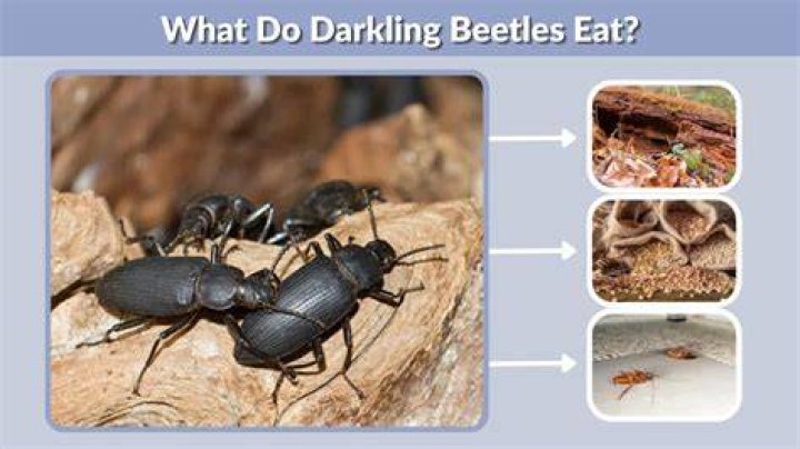 Do darkling beetles eat poop
