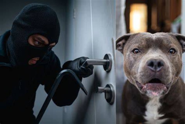 Do dogs deter break ins