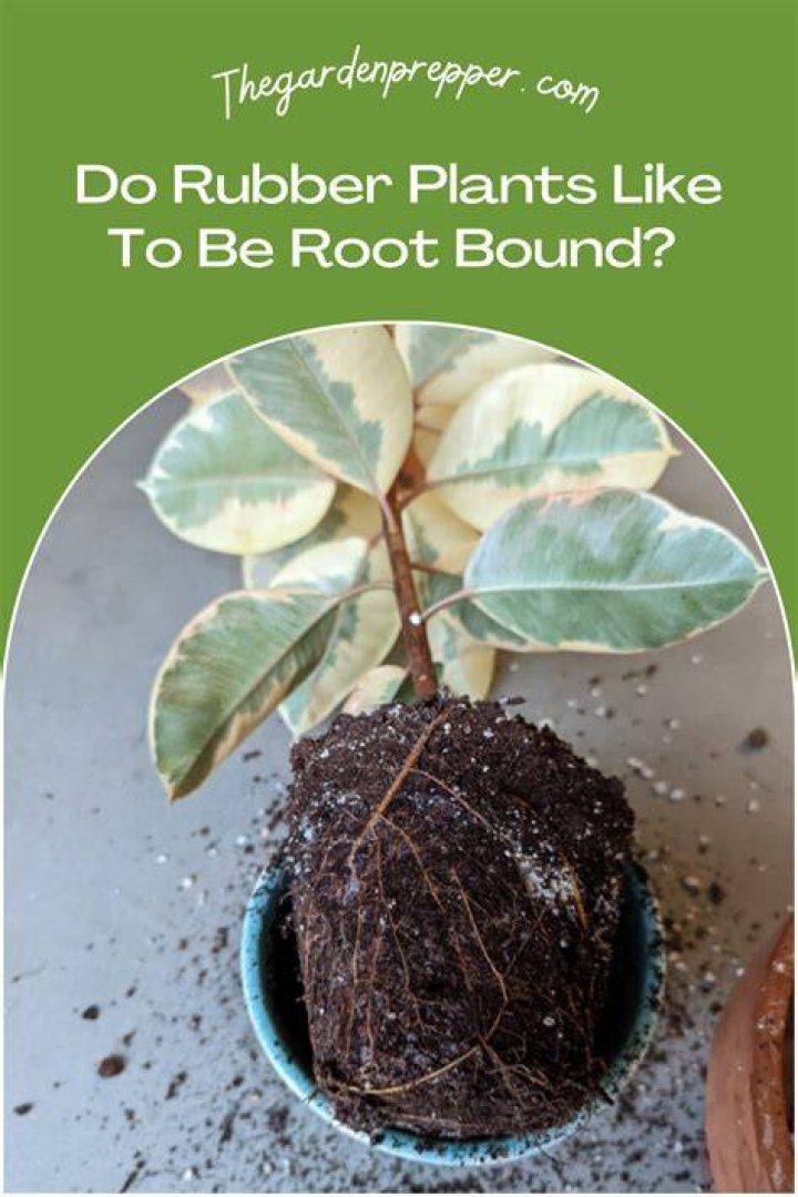Do Dracaena like to be root bound