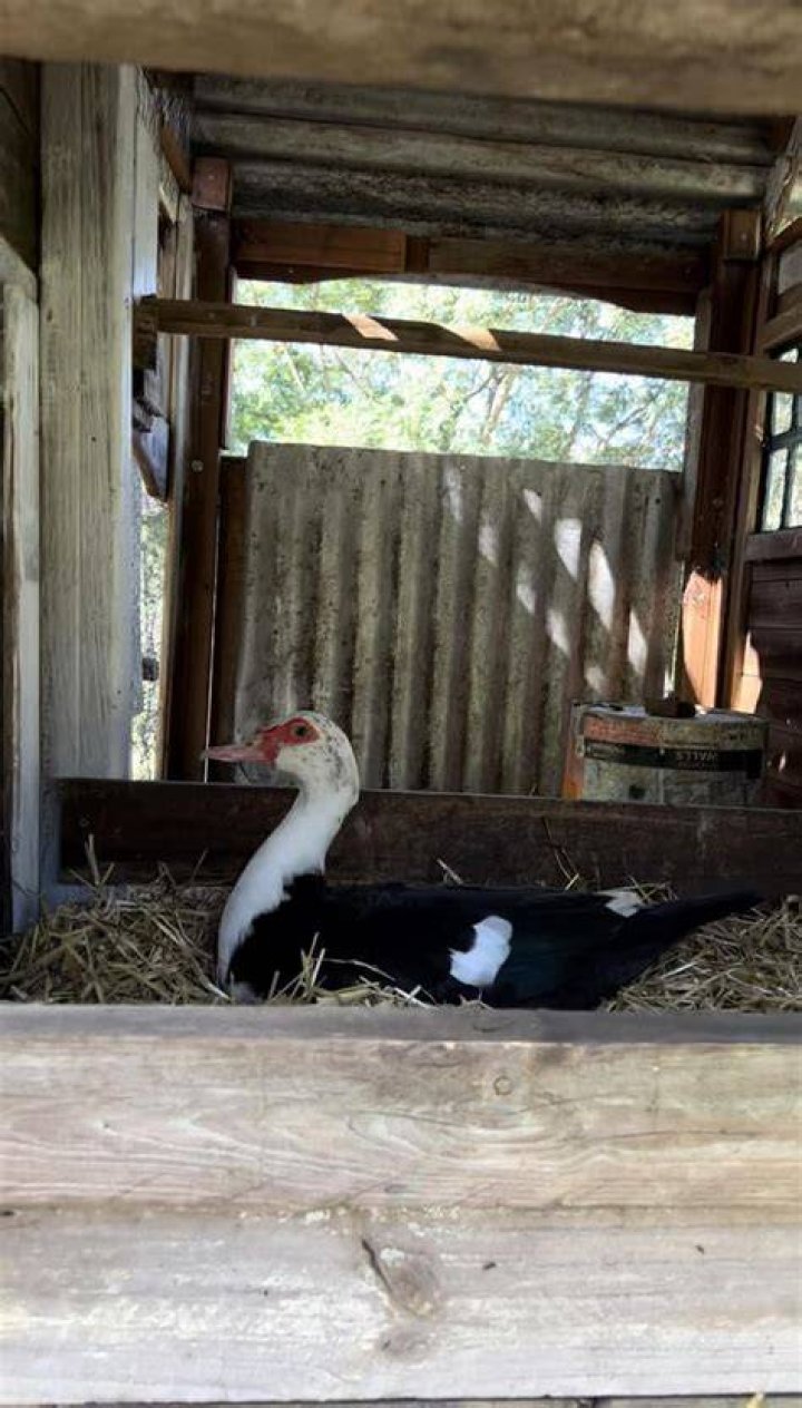 Do ducks go broody