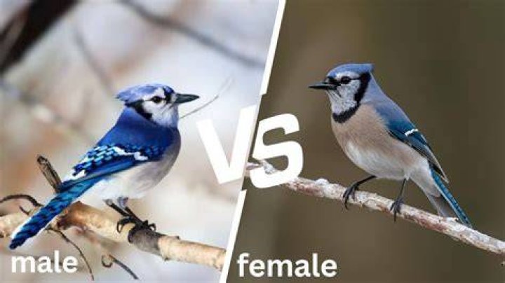 Do Eurasian jays migrate